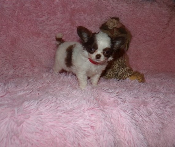 AKC Tiny Long Coat Apple Head Chihuahuas  Rose's