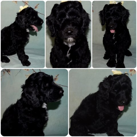 Labradoodle puppy dog for sale in Sulphur Springs, Texas