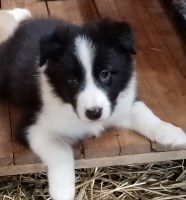 Border Collie Puppies And Dogs For Sale In Georgia