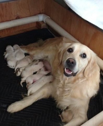 English Cream Golden Retriever Puppies