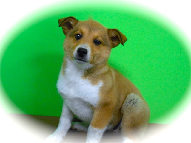 Border Collie/Shepherd Mix Type. SUPER SMART! Financing. Great 4 Kids.