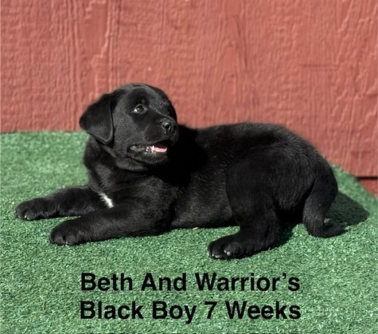 Labrador Retriever puppy for sale + 67047