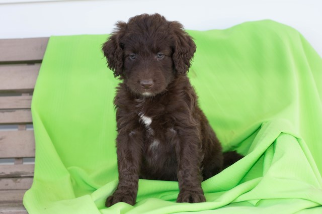 Australian Shepherd Dog puppy for sale + 52110