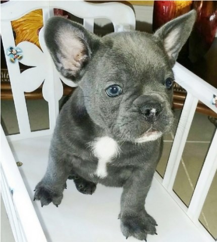 Amazing litter of Frenchies