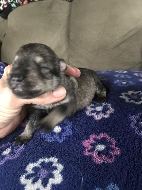 AKC miniature  Schnauzer