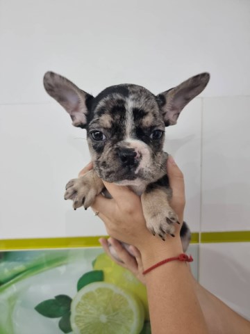 French Bulldog puppy for sale + 65235