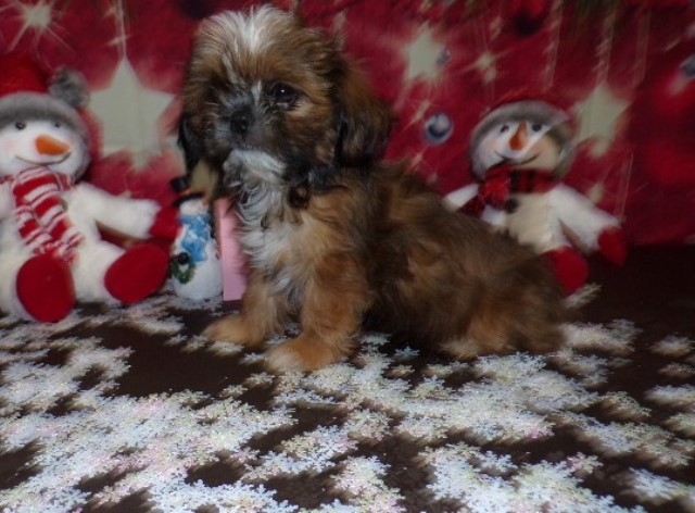 Shih Tzu puppy for sale + 66107