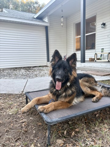 German Shepherd Dog puppy for sale + 67027