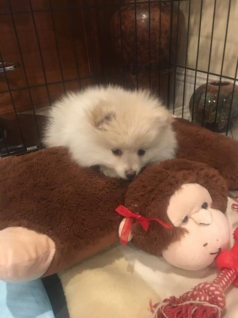 Pomeranian puppy for sale + 51814