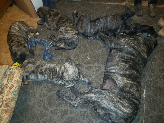 English Mastiff Puppies Ready for Christmas!