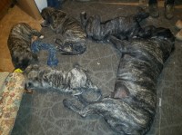 English Mastiff Puppies Ready for Christmas! Mastiff for sale/adoption