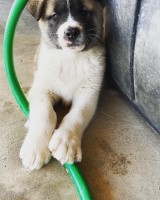Adorable puppies Akita for sale/adoption