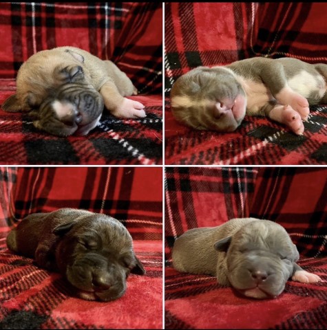 American Pit Bull Terrier puppy for sale + 62670