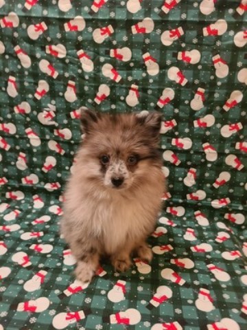Pomeranian puppy for sale + 66950