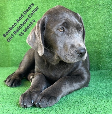 AKC Charcoal Female Lab Puppies