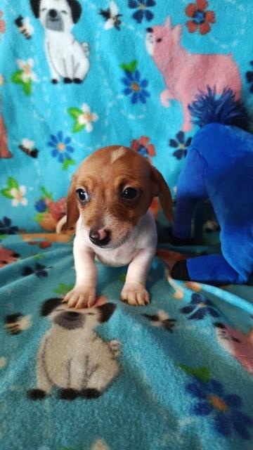 Dachshund puppy for sale + 66473