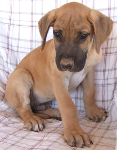 Great Dane AKC puppy Fawn with Black Mask 11 weeks