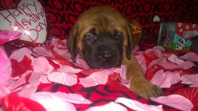 AKC English Mastiffs Puppies