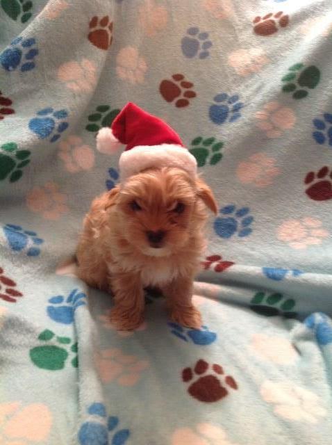 Blonde Yorkie--rare color