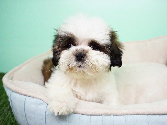 Shihtzu Puppy – Male - Roger ($1200)