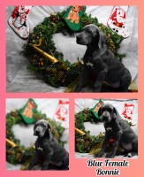 Bonnie Great Dane Great Dane for sale/adoption