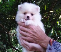 Teddy Bear White Pomeranian Puppy Female Pomeranian for sale/adoption