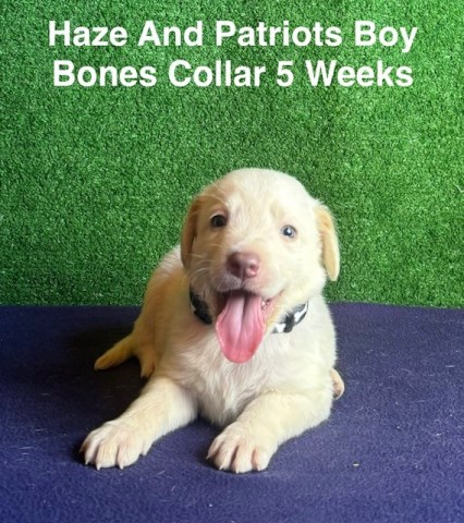 AKC Champagne/Yellow Lab Puppies