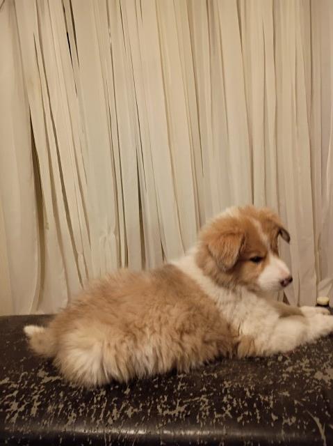 Great Pyrenees / Collie Farm Puppies – LGD or Family Homes