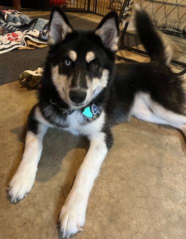 Storm-Siberian Husky female