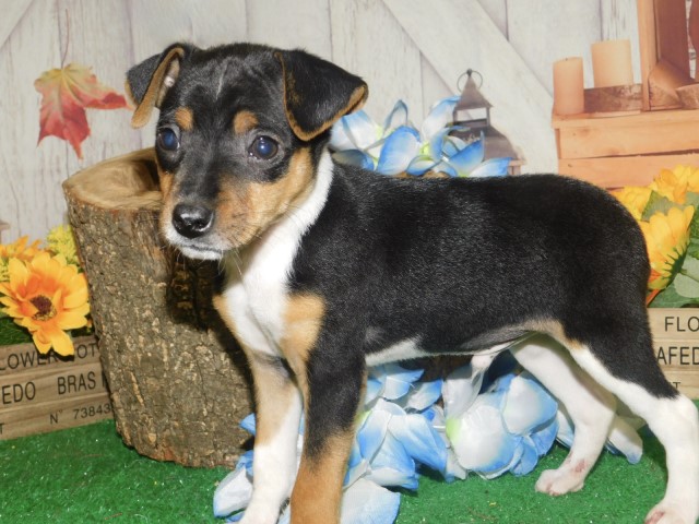 Chicago Mini. Pinscher Babies.  AFFORDABLE!!!!