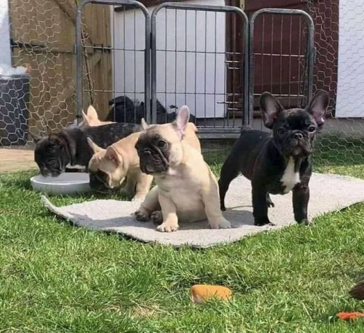 French Bulldog Puppies For Adoption.