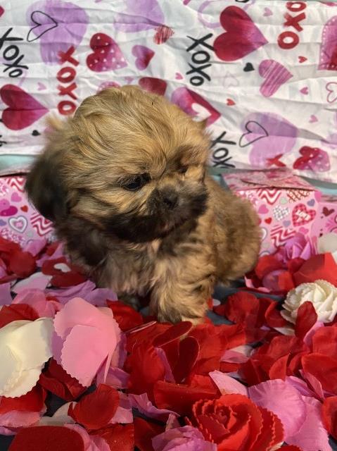Shih Tzu puppy for sale + 66972