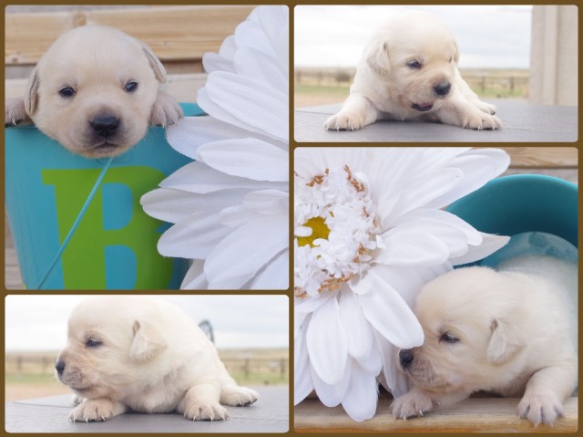 ENGLISH CREAM GOLDADORS GOLDEN X LAB READY mid-July