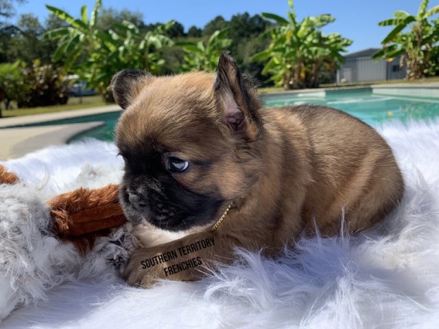 French Bulldog puppy for sale + 62314