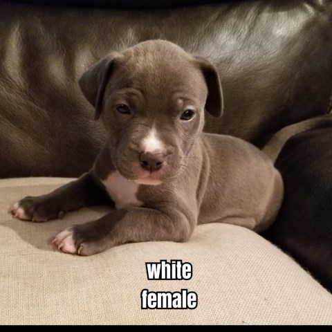 American Pit Bull Terrier puppy for sale + 52930