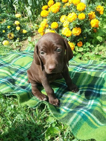 German Shorthaired Pointer Puppy Dog For Sale In North Canton Ohio