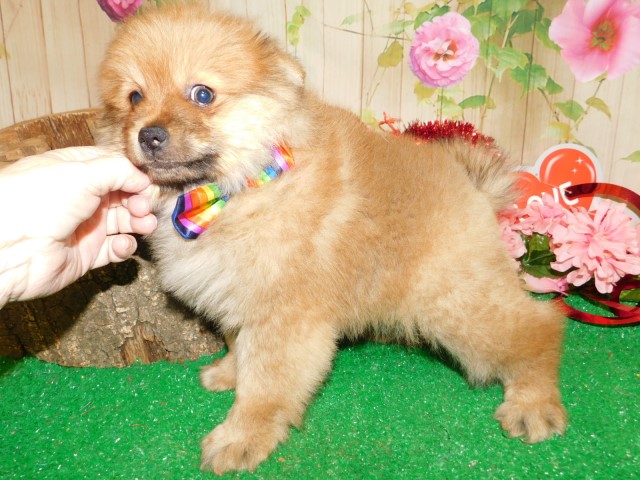 Chicago Toy Pomeranians  Super Sweet!!! Great for KIDS.