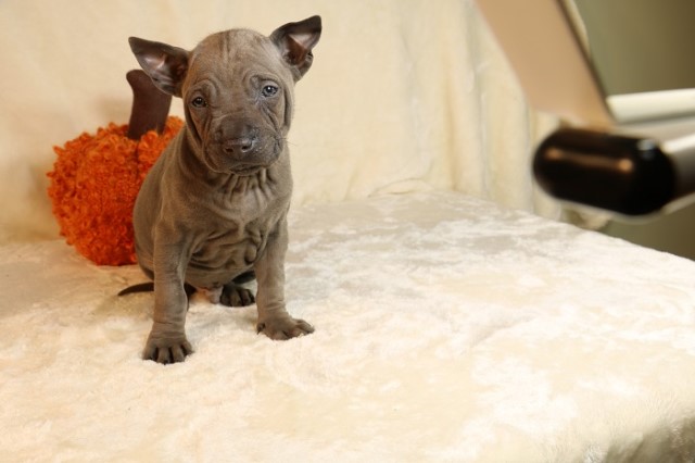 Beautiful Thai Ridgeback puppies