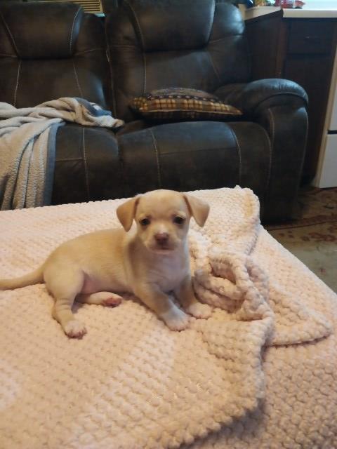 6 week old Chihuahuas