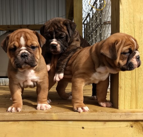 Olde English Bulldogge Puppies