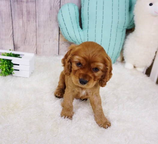 American Cocker Spaniel puppy for sale + 55412