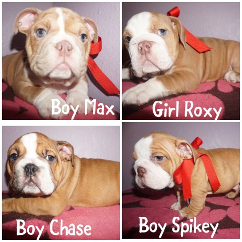 AKC ENGLISH BULLDOGS