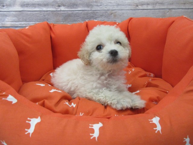 Maltese puppy for sale + 47138