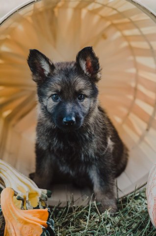 German Shepherd Puppies For Sale