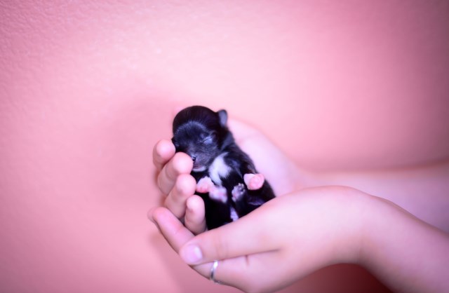 Pomeranian puppy for sale + 53485