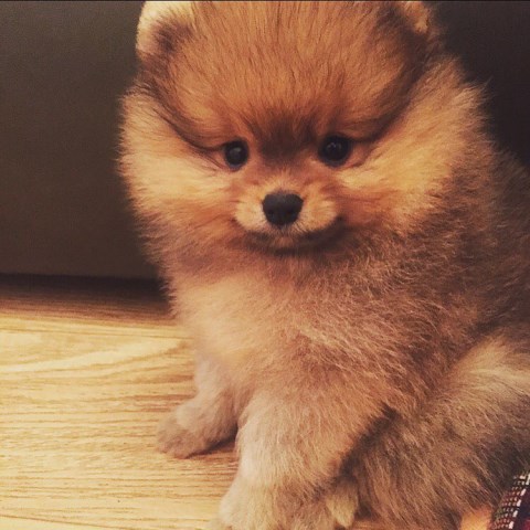 Outstanding little Pomeranian for sale