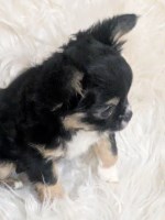 Long Coat Apple Head Tiny  Chihuahua  AKC Female Chihuahua for sale/adoption