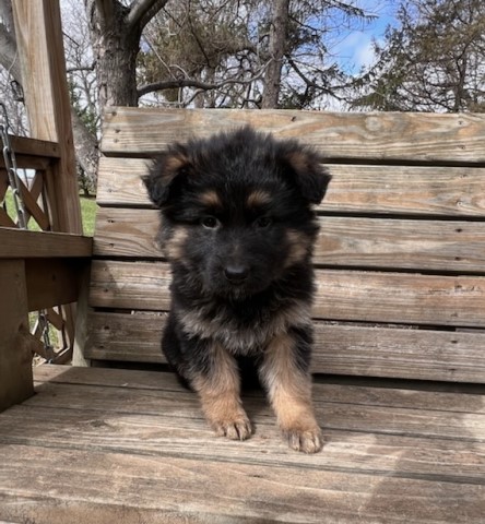 German Shepherd Dog puppy dog for sale in Brookings, South Dakota