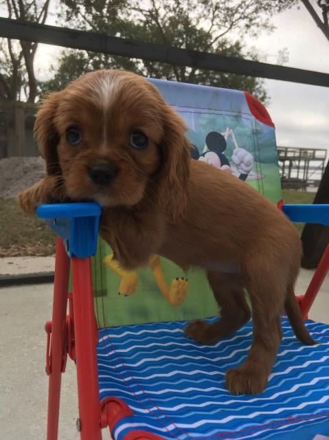 Cavalier King Charles Spaniel puppy for sale + 51547