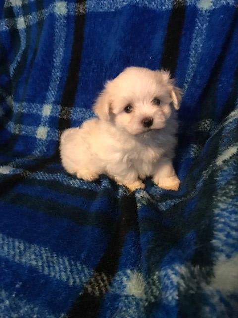 AKC Registerable 3 Male Maltese Puppies